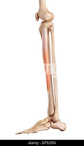 Les muscles de la jambe inférieure, de l'illustration. Banque D'Images