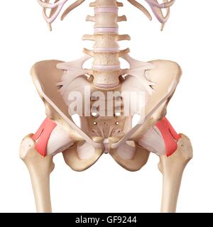 Les ligaments de la hanche, de l'illustration. Banque D'Images