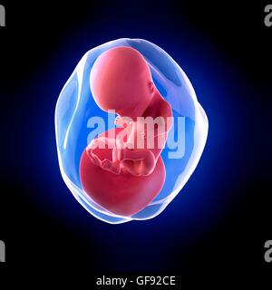 Foetus humain l'âge de 14 semaines, de l'illustration. Banque D'Images