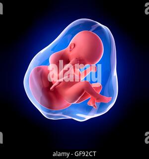 Foetus humain l'âge de 24 semaines, de l'illustration. Banque D'Images