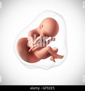 Foetus humain l'âge de 24 semaines, de l'illustration. Banque D'Images