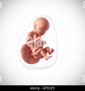 Foetus humain l'âge de 28 semaines, de l'illustration. Banque D'Images