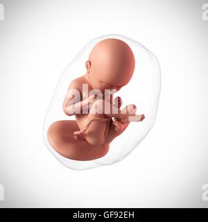 Fœtus A 35 Semaines Artwork Photo Stock Alamy