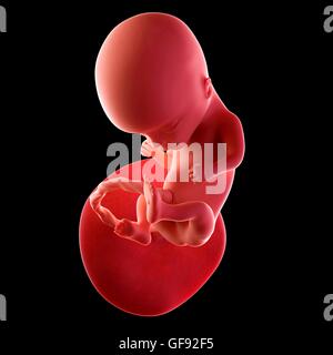 Foetus humain l'âge de 14 semaines, de l'illustration. Banque D'Images