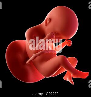 Foetus humain l'âge de 24 semaines, de l'illustration. Banque D'Images