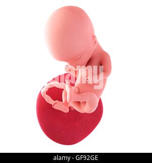 Foetus humain l'âge de 14 semaines, de l'illustration. Banque D'Images