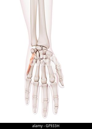 Les muscles de la main, de l'illustration. Banque D'Images