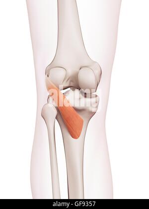 Les muscles du genou, de l'illustration. Banque D'Images