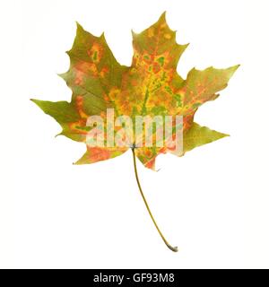 Érable (Acer) Feuille, studio shot. Banque D'Images