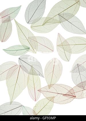 Squelettes de feuilles d'arbre à caoutchouc (Hevea brasiliensis) feuilles, studio shot. Banque D'Images