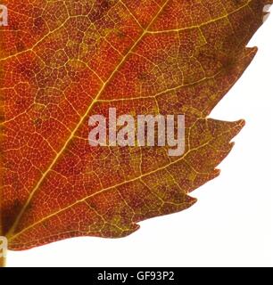 Feuille d'automne, Close up. Banque D'Images