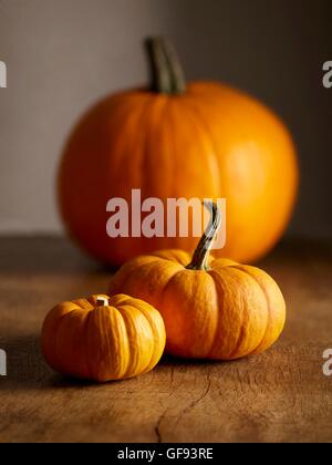 Jack o lantern (Cucurbita pepo) et Jack être peu miniature (Cucurbita pepo) citrouilles, toujours la vie. Banque D'Images