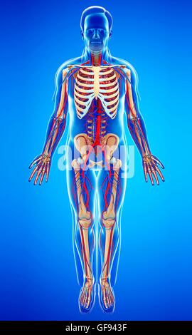 Illustration de l'homme et circulatoire du squelette. Banque D'Images