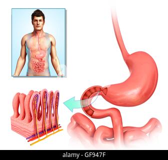 Illustration du petit intestin anatomie. Banque D'Images
