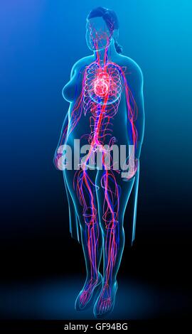 Illustration du système cardiovasculaire des femmes. Banque D'Images