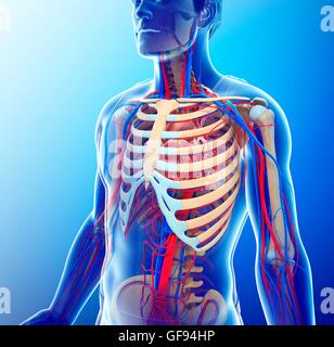 Illustration de l'homme et circulatoire du squelette. Banque D'Images