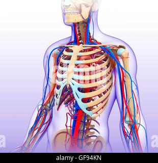 Illustration de l'homme et circulatoire du squelette. Banque D'Images
