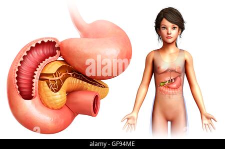 Illustration du pancréas à l'intestin grêle. Banque D'Images