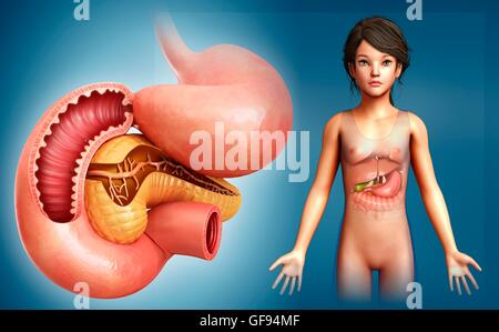 Illustration du pancréas à l'intestin grêle. Banque D'Images