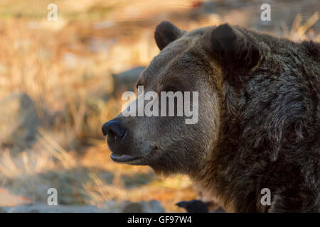 Close up head shot d'un ours brun Banque D'Images