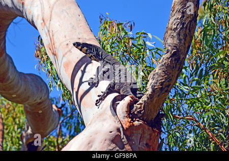 Dentelle australienne Goanna (varan Varanus varius) escalade un arbre dans le bush australien Banque D'Images