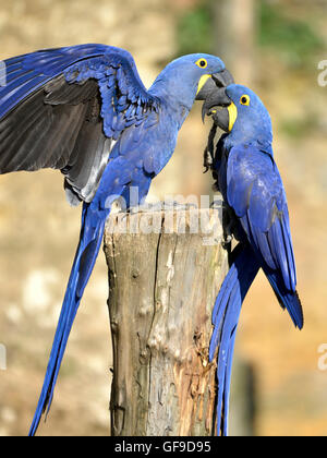 Deux aras hyacinthe (Anodorhynchus hyacinthinus) sur un perchoir Banque D'Images