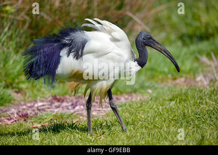 Ibis sacré Threskiornis aethiopicus africaine Vue de profil, marcher sur l'herbe Banque D'Images