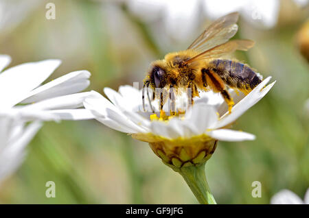 Macro d'abeille (Apis) se nourrissant de fleur d'Anthemis blanc vu de profil Banque D'Images