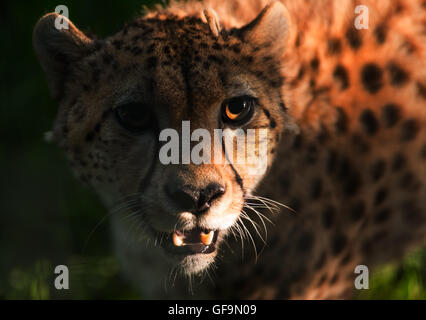 Cheetah au coucher du soleil. Le zoo de Marwell, Winchester, Royaume-Uni Banque D'Images