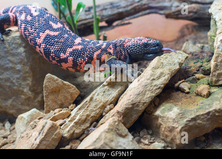 Heloderma suspectum, Gila Monster Banque D'Images