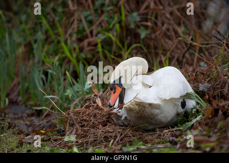 Cygne tuberculé Cygnus olor ; Cornwall, UK Banque D'Images