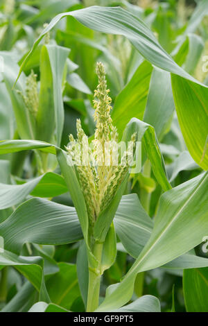 Zea mays. Les fleurs mâles sur une usine de maïs doux en été Banque D'Images