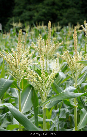 Zea mays. Les fleurs mâles sur une usine de maïs doux en été Banque D'Images