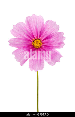 Cosmea rose fleur - isolated on white Banque D'Images