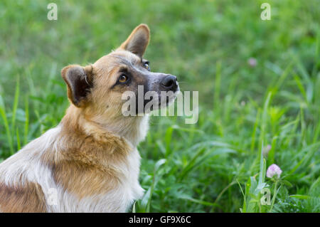 Outdoor portrait of cute mixed breed dog curieux Banque D'Images