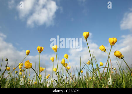 Meadow renoncules poussant dans une prairie de montagne dans le Peak District, Derbyshire, Angleterre Royaume-uni - Juin Banque D'Images