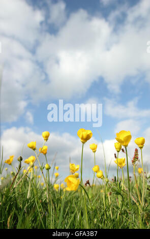 Meadow renoncules poussant dans une prairie de montagne dans le Peak District, Derbyshire, Angleterre Royaume-uni - Juin Banque D'Images