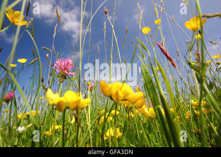 Fleurs sauvages, riches prairies de fauche non perturbés dans la vallée de la Wye, Monmouthshire sur une chaude journée d'été - Juin 2016 Banque D'Images