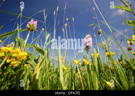 Prairie de fleurs sauvages au Royaume-Uni. Prairie de foin intacte dans la vallée de la Wye, Monmouthshire, avec des orchidées sauvages, des boutons d’or, du trèfle rouge, des graminées. Fleurs sauvages Banque D'Images