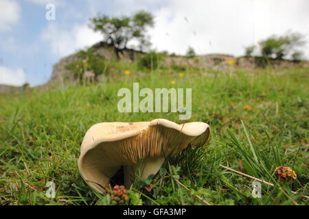 A St George's (calocybe gambosa) champignons poussant dans les prairies calcaires non perturbées, Derbyshire Dales, Angleterre Royaume-uni - mai Banque D'Images