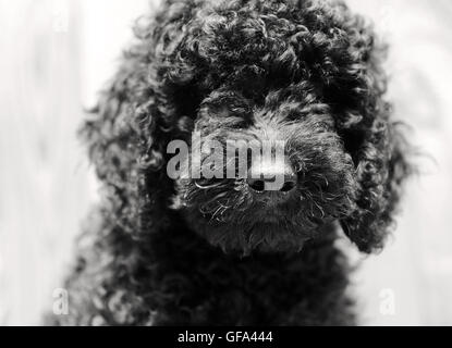 Chiot caniche noir . Portrait en gros à l'extérieur Banque D'Images