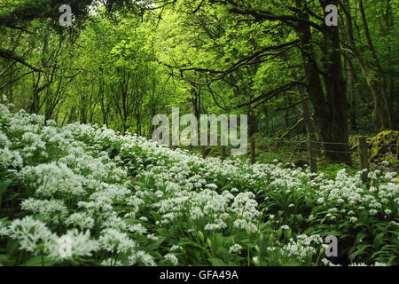 L'ail sauvage abondante (Allium ursinum) fleurs par un sentier public à travers bois ombragée dans le Peak District, England UK -Mai Banque D'Images