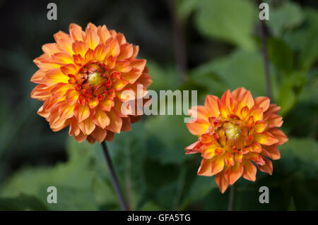 Deux quatre reines fimbriata orange dahlia fleurs en croissance dans le jardin. Banque D'Images