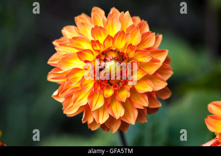 Seul quatre reines fimbriata Orange dahlia culture des fleurs dans le jardin. Banque D'Images