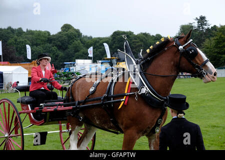 Kelso, UK 30 juillet 2016 Kelso, Springwood Show Ground, au Royaume-Uni. 30.Jul.2016. Frontière BUAS Union européenne montrent 2016 Heavy Horse And Carriage driving a été exposé au cours de la journée. Le salon annuel a lieu le dernier vendredi et samedi de juillet de chaque année à Springwood Park, quarante-six hectares de parc à la périphérie de Kelso. Le spectacle comprend la compétition pour chevaux, poneys, bovins, moutons, ânes, chèvres, volailles, lapins, des bergers' Crooks, raquettes, Cheval Stock jeunes agriculteurs à en juger et les arts industriels, avec plus de cinq cents classes ouvertes. Crédit : Rob Gray/Alamy Live News Banque D'Images