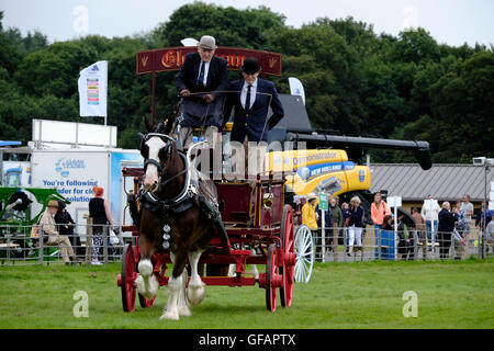 Kelso, UK 30 juillet 2016 Kelso, Springwood Show Ground, au Royaume-Uni. 30.Jul.2016. Frontière BUAS Union européenne montrent 2016 Heavy Horse And Carriage driving a été exposé au cours de la journée. Le salon annuel a lieu le dernier vendredi et samedi de juillet de chaque année à Springwood Park, quarante-six hectares de parc à la périphérie de Kelso. Le spectacle comprend la compétition pour chevaux, poneys, bovins, moutons, ânes, chèvres, volailles, lapins, des bergers' Crooks, raquettes, Cheval Stock jeunes agriculteurs à en juger et les arts industriels, avec plus de cinq cents classes ouvertes. Crédit : Rob Gray/Alamy Live News Banque D'Images