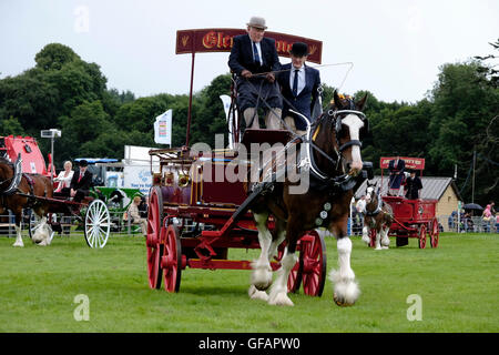 Kelso, UK 30 juillet 2016 Kelso, Springwood Show Ground, au Royaume-Uni. 30.Jul.2016. Frontière BUAS Union européenne montrent 2016 Heavy Horse And Carriage driving a été exposé au cours de la journée. Le salon annuel a lieu le dernier vendredi et samedi de juillet de chaque année à Springwood Park, quarante-six hectares de parc à la périphérie de Kelso. Le spectacle comprend la compétition pour chevaux, poneys, bovins, moutons, ânes, chèvres, volailles, lapins, des bergers' Crooks, raquettes, Cheval Stock jeunes agriculteurs à en juger et les arts industriels, avec plus de cinq cents classes ouvertes. Crédit : Rob Gray/Alamy Live News Banque D'Images