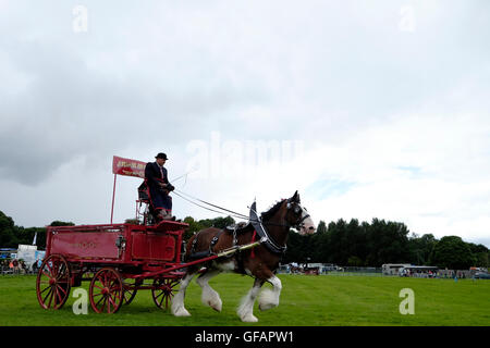 Kelso, UK 30 juillet 2016 Kelso, Springwood Show Ground, au Royaume-Uni. 30.Jul.2016. Frontière BUAS Union européenne montrent 2016 Heavy Horse And Carriage driving a été exposé au cours de la journée. Le salon annuel a lieu le dernier vendredi et samedi de juillet de chaque année à Springwood Park, quarante-six hectares de parc à la périphérie de Kelso. Le spectacle comprend la compétition pour chevaux, poneys, bovins, moutons, ânes, chèvres, volailles, lapins, des bergers' Crooks, raquettes, Cheval Stock jeunes agriculteurs à en juger et les arts industriels, avec plus de cinq cents classes ouvertes. Crédit : Rob Gray/Alamy Live News Banque D'Images