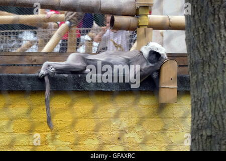 Londres, Royaume-Uni. 30 juillet, 2016. Singe à ZLS London Zoo un jour d'ouverture pour les petites créatures Festival familial, England, UK. Credit : Voir Li/Alamy Live News Banque D'Images