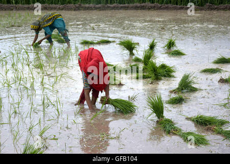 Lahore. 31 juillet, 2016. Les femmes à planter des plants de riz pakistanais lors d'une rizière dans l'est du Pakistan, Lahore, 31 juillet 2016. Comme la saison de la mousson a commencé, peuple pakistanais a commencé à planter des rizières. © Sajjad/Xinhua/Alamy Live News Banque D'Images